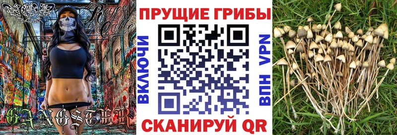 цены наркотик OMG маркетплейс Псилоцибиновые грибы Magic Shrooms Луга